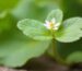 Bacopa is an effective option for promoting brain health and improving cognition and concentration.