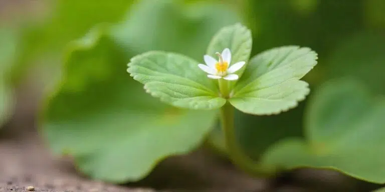 Bacopa is an effective option for promoting brain health and improving cognition and concentration.