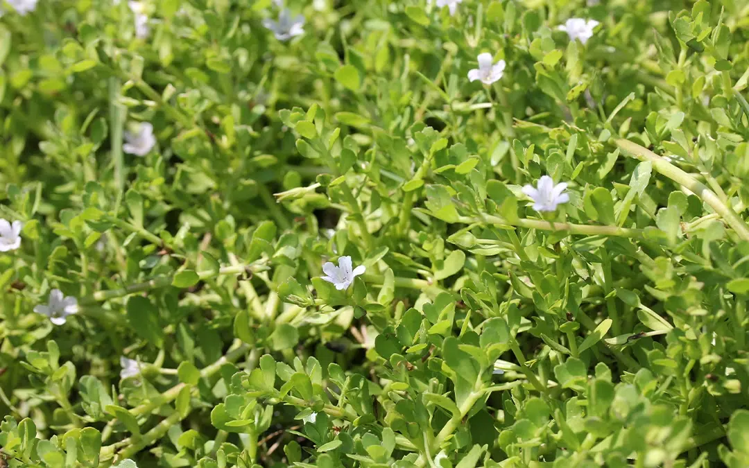 Bacopa